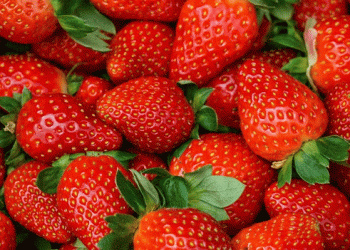 Planasa’s Inaugural Meet&Greet Field Day Showcases Innovations in Berry Breeding​