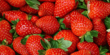 Planasa’s Inaugural Meet&Greet Field Day Showcases Innovations in Berry Breeding