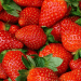 Planasa’s Inaugural Meet&Greet Field Day Showcases Innovations in Berry Breeding