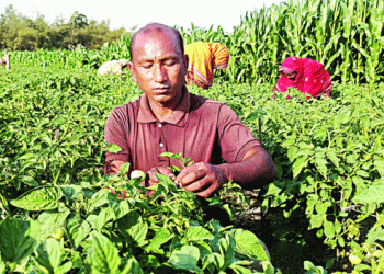 Seeds of Prosperity: How Rangpur Farmers Are Transforming Bangladesh’s Vegetable Seed Industry