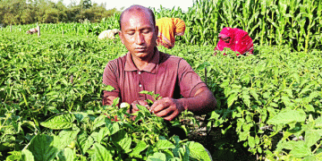 Seeds of Prosperity: How Rangpur Farmers Are Transforming Bangladesh’s Vegetable Seed Industry