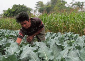 Three Models, One Goal: How Nghĩa Lợi Village Is Transforming Agriculture and Combating Poverty