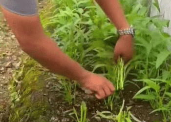Harvest Behind Bars: How Sungai Penuh Prison Grows Vegetables and Builds Food Security on Limited Land