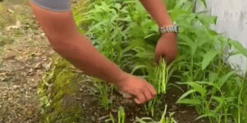 Harvest Behind Bars: How Sungai Penuh Prison Grows Vegetables and Builds Food Security on Limited Land