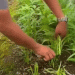 Harvest Behind Bars: How Sungai Penuh Prison Grows Vegetables and Builds Food Security on Limited Land