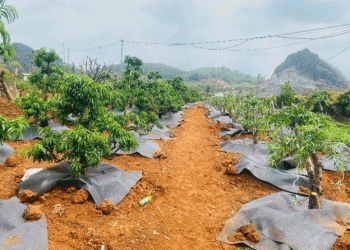 From Greens to Blossoms: How Peach Blossom Farming in Sơn La is Outgrowing Traditional Vegetable Crops