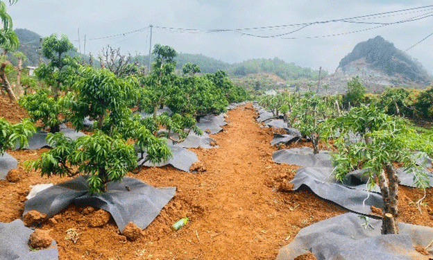 From Greens to Blossoms: How Peach Blossom Farming in Sơn La is Outgrowing Traditional Vegetable Crops