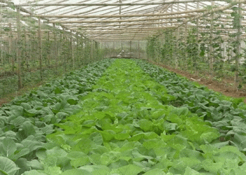 Growing Prosperity at the Border: How Cooperatives Are Transforming Agriculture in Thanh Hóa’s Mountain Districts