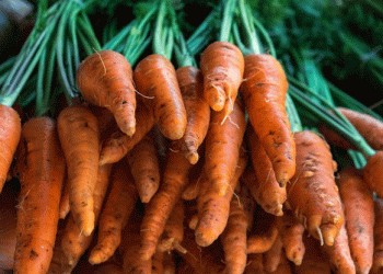 Frozen Carrots, Fresh Opportunities: How Sema Foods Is Tapping into Global Demand for Convenient Vegetables