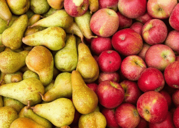 Europe’s Apple and Pear Sector Faces Shifting Grounds: Phytosanitary Pressure and Market Trends in France, Italy, and Spain
