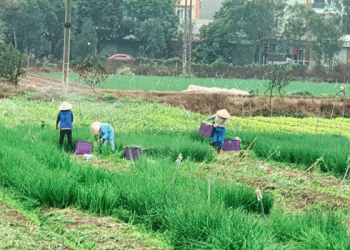 When Prices Fall, Farmers Pivot: Vĩnh Phúc’s Vegetable Glut and the Surprising Resilience of Smallholders