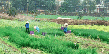 When Prices Fall, Farmers Pivot: Vĩnh Phúc’s Vegetable Glut and the Surprising Resilience of Smallholders