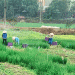 When Prices Fall, Farmers Pivot: Vĩnh Phúc’s Vegetable Glut and the Surprising Resilience of Smallholders