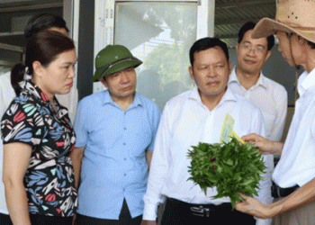 Safe Vegetables, Strong Profits: How Hanoi Farmers Are Thriving with VietGAP and Organic Practices