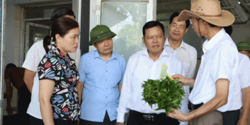 Safe Vegetables, Strong Profits: How Hanoi Farmers Are Thriving with VietGAP and Organic Practices