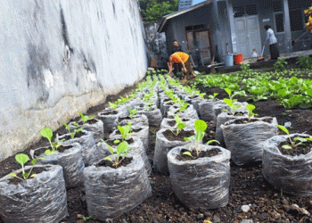 Farming in Small Spaces: How Bandanaira Prison Is Growing Food and Futures with Polybag Vegetable Cultivation