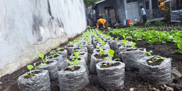 Farming in Small Spaces: How Bandanaira Prison Is Growing Food and Futures with Polybag Vegetable Cultivation