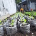 Farming in Small Spaces: How Bandanaira Prison Is Growing Food and Futures with Polybag Vegetable Cultivation