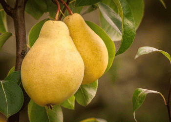 Spring’s Golden Tapestry: The Rapeseed Bloom in Quanlan Village, Tongling City