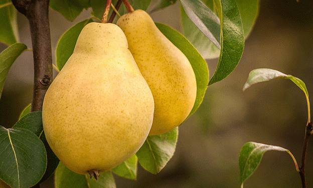 Spring’s Golden Tapestry: The Rapeseed Bloom in Quanlan Village, Tongling City