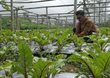 Premium Veggies, Premium Profits: How Ngablak Farmers Are Cultivating Niche Markets with Beetroot and Beyond