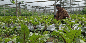Premium Veggies, Premium Profits: How Ngablak Farmers Are Cultivating Niche Markets with Beetroot and Beyond