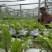 Premium Veggies, Premium Profits: How Ngablak Farmers Are Cultivating Niche Markets with Beetroot and Beyond