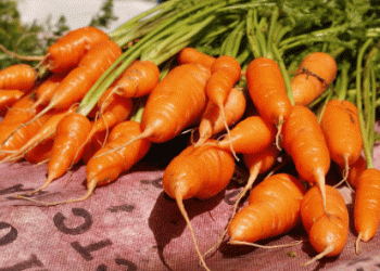 Morocco’s Carrot Boom: Five Years of Record-Breaking Exports and What It Means for Global Markets