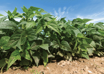 Can Regenerative Agriculture Work for Intensive Vegetable Farming? One Farm’s Journey Toward a Greener Future