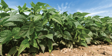 Can Regenerative Agriculture Work for Intensive Vegetable Farming? One Farm’s Journey Toward a Greener Future