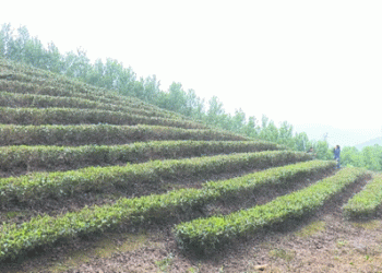 Green Gold” in the Mountains: How Bac Kan Farmers Are Profiting from Growing the “King of Vegetables