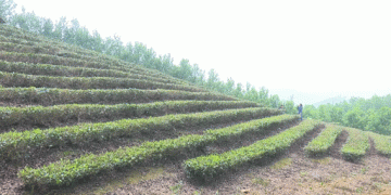 Green Gold” in the Mountains: How Bac Kan Farmers Are Profiting from Growing the “King of Vegetables
