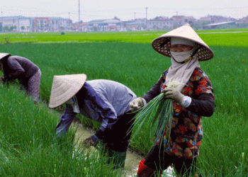 Bumper Spring Harvest in Hai Duong: Farmers Reap Profits Amid Expanded Vegetable Production