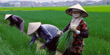 Bumper Spring Harvest in Hai Duong: Farmers Reap Profits Amid Expanded Vegetable Production