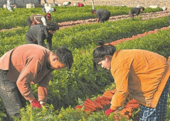 Precision Farming Meets Export Success: How Putian’s Carrot Industry Sets a New Benchmark