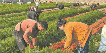 Precision Farming Meets Export Success: How Putian’s Carrot Industry Sets a New Benchmark