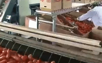 Sweet and Vibrant: Tokushima’s Spring Carrots Reach Peak Harvest Season