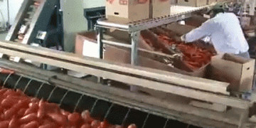 Sweet and Vibrant: Tokushima’s Spring Carrots Reach Peak Harvest Season