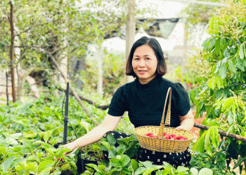 Sweet Profits from Strawberries: How One Farmer in Vietnam Turned Organic Berries into an Agri-Tourism Success
