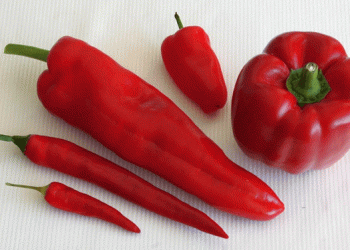 New Virus Threatens Almería’s Pepper Crops: What Farmers and Scientists Need to Know About PeWBVYV