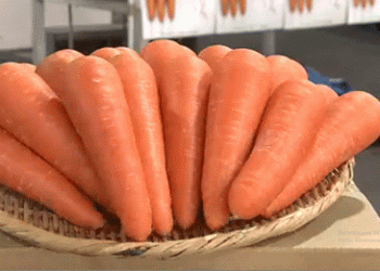 Carrots in the Spotlight: Tokushima’s Spring Harvest Hits 40,000 Tons with Nationwide Promotion Drive