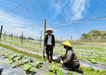 Planting to Sell: How a Safe Agriculture Project Transformed Mountain Farming in Sơn La