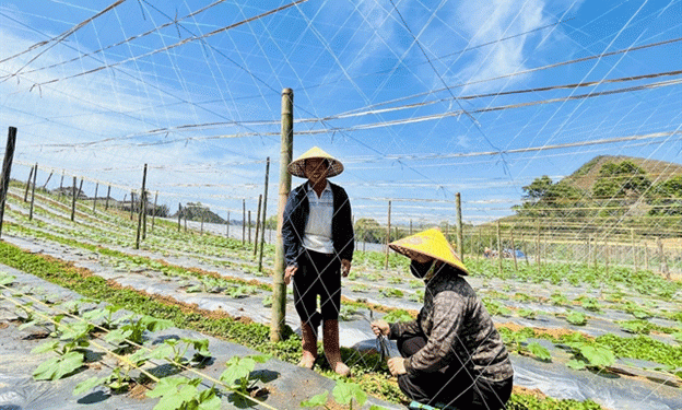 Planting to Sell: How a Safe Agriculture Project Transformed Mountain Farming in Sơn La