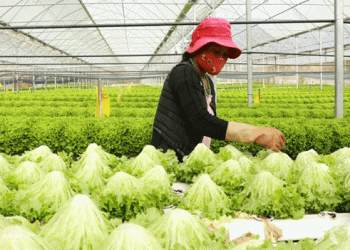 Vietnam’s Fruit and Vegetable Export Ambitions: Targeting $8 Billion by 2025