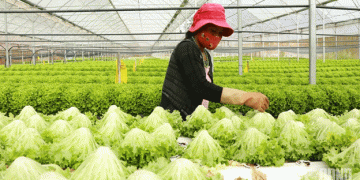 Vietnam’s Fruit and Vegetable Export Ambitions: Targeting $8 Billion by 2025