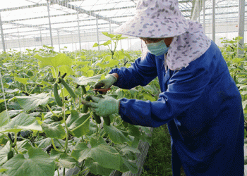 From Tradition to Transformation: How Yunnan’s Midu County is Becoming China’s Organic Vegetable Powerhouse