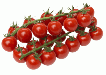 Moroccan Cherry Tomato Exports Set to Surge: Ramadan Slowdown Ends as Yields Peak Early