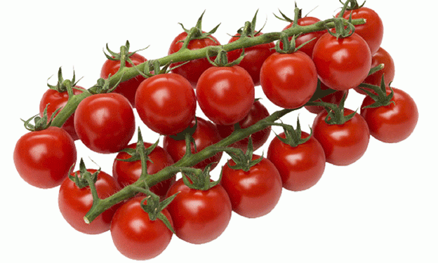 Moroccan Cherry Tomato Exports Set to Surge: Ramadan Slowdown Ends as Yields Peak Early