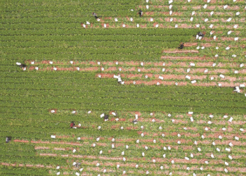 Small Roots, Big Impact: How Gulei’s Carrot Industry is Cultivating Prosperity