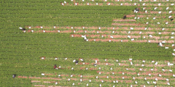 Small Roots, Big Impact: How Gulei’s Carrot Industry is Cultivating Prosperity